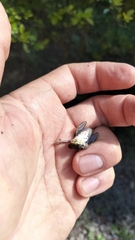 Dendropsophus columbianus