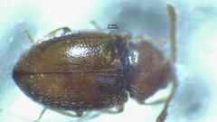 Atomaria lewisi