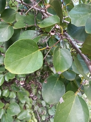 Cordia dichotoma