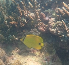 Chaetodon andamanensis
