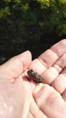 Dendropsophus columbianus