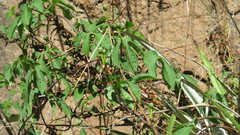 Ipomoea cheirophylla