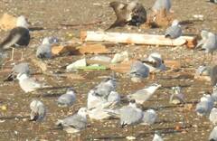 Thalasseus sandvicensis