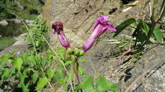 Ipomoea cheirophylla