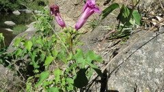 Ipomoea cheirophylla