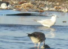 Thalasseus sandvicensis