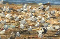 Chroicocephalus ridibundus