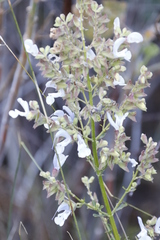 Salvia chamelaeagnea