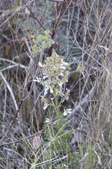 Salvia chamelaeagnea