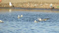 Chroicocephalus ridibundus