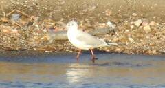 Chroicocephalus ridibundus