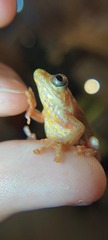 Dendropsophus columbianus