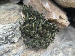Grimmia ovalis