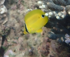 Chaetodon andamanensis
