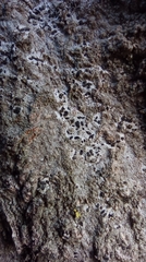 Alyxoria varia