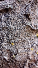 Alyxoria varia