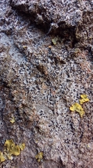 Alyxoria varia