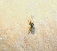 Filistatidae