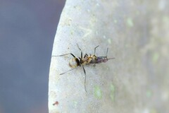 Polyrhachis ypsilon
