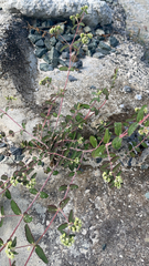 Euphorbia lasiocarpa