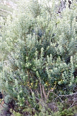 Phylica buxifolia