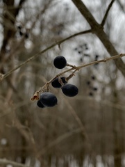 Ligustrum obtusifolium