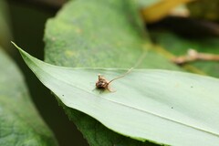 Ophiocordyceps dipterigena