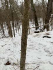 Ligustrum obtusifolium