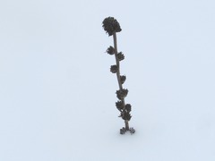 Campanula cervicaria