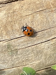 Coccinella algerica