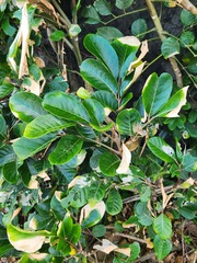Aglaia rimosa