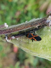 Lygaeus kalmii angustomarginatus