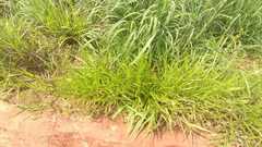Urochloa eminii