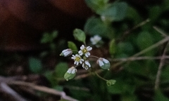 Draba verna