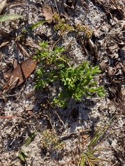 Paronychia discoveryi