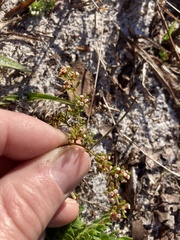 Paronychia discoveryi