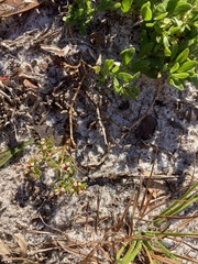 Paronychia discoveryi