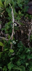 Draba verna