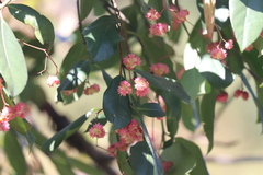 Euonymus echinatus