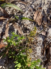 Paronychia discoveryi