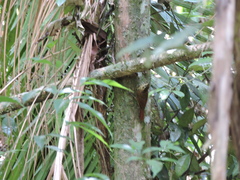 Xiphorhynchus fuscus