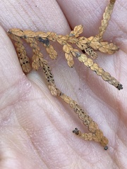 Chloroscypha seaveri