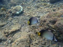 Chaetodon decussatus
