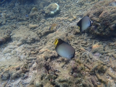 Chaetodon decussatus