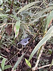 Myrmoborus myotherinus