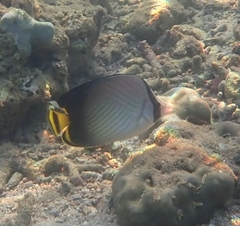 Chaetodon decussatus