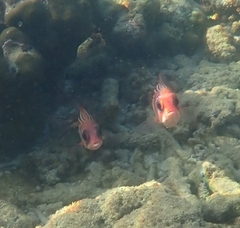 Sargocentron rubrum