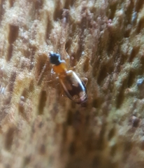 Dromiusina