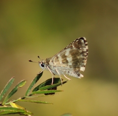 Spialia galba
