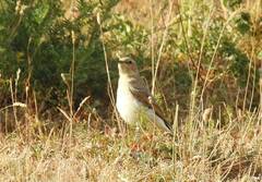 Oenanthe hispanica